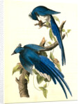 Columbia Magpie or Jay. Male by John James Audubon