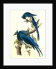Columbia Magpie or Jay. Male by John James Audubon