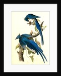 Columbia Magpie or Jay. Male by John James Audubon
