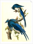 Columbia Magpie or Jay. Male by John James Audubon