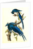 Columbia Magpie or Jay. Male by John James Audubon