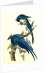 Columbia Magpie or Jay. Male by John James Audubon