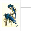 Columbia Magpie or Jay. Male by John James Audubon