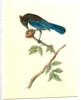 Steller's Jay. Male by John James Audubon