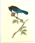 Steller's Jay. Male by John James Audubon