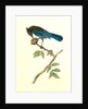 Steller's Jay. Male by John James Audubon
