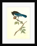 Steller's Jay. Male by John James Audubon