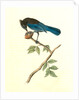 Steller's Jay. Male by John James Audubon