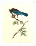 Steller's Jay. Male by John James Audubon