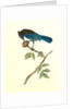 Steller's Jay. Male by John James Audubon