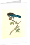 Steller's Jay. Male by John James Audubon