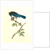 Steller's Jay. Male by John James Audubon