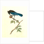 Steller's Jay. Male by John James Audubon
