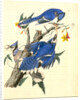 Blue Jay by John James Audubon
