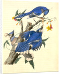 Blue Jay by John James Audubon