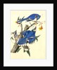 Blue Jay by John James Audubon
