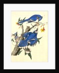 Blue Jay by John James Audubon