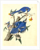 Blue Jay by John James Audubon