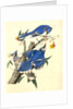 Blue Jay by John James Audubon