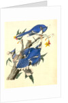 Blue Jay by John James Audubon