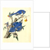 Blue Jay by John James Audubon
