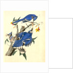 Blue Jay by John James Audubon