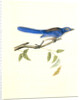 Ultramarine Jay. Adult Male by John James Audubon