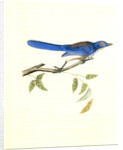 Ultramarine Jay. Adult Male by John James Audubon