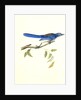 Ultramarine Jay. Adult Male by John James Audubon