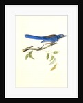 Ultramarine Jay. Adult Male by John James Audubon