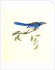 Ultramarine Jay. Adult Male by John James Audubon