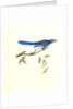 Ultramarine Jay. Adult Male by John James Audubon