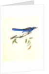 Ultramarine Jay. Adult Male by John James Audubon