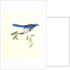 Ultramarine Jay. Adult Male by John James Audubon