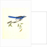 Ultramarine Jay. Adult Male by John James Audubon