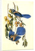 Florida Jay by John James Audubon