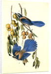 Florida Jay by John James Audubon