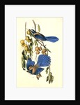Florida Jay by John James Audubon