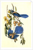 Florida Jay by John James Audubon