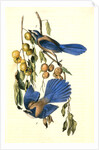 Florida Jay by John James Audubon