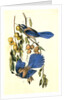 Florida Jay by John James Audubon