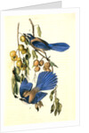 Florida Jay by John James Audubon