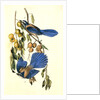 Florida Jay by John James Audubon