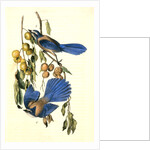 Florida Jay by John James Audubon