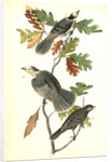 Canada Jay by John James Audubon