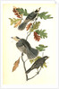 Canada Jay by John James Audubon