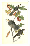 Canada Jay by John James Audubon