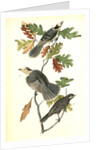 Canada Jay by John James Audubon