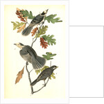 Canada Jay by John James Audubon