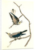 Clarke's Nutcracker by John James Audubon